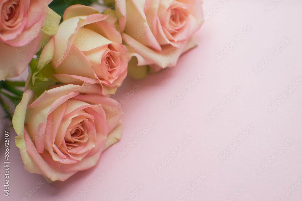 Pink roses on pink background. close up. selective focus Pink roses on pink background. close up. selective focus