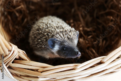 African pygmy hedgehog sits in a basket
