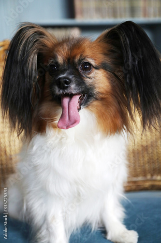 Papillon dog sitting on a chair