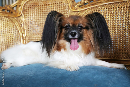 Papillon dog sitting on a chair