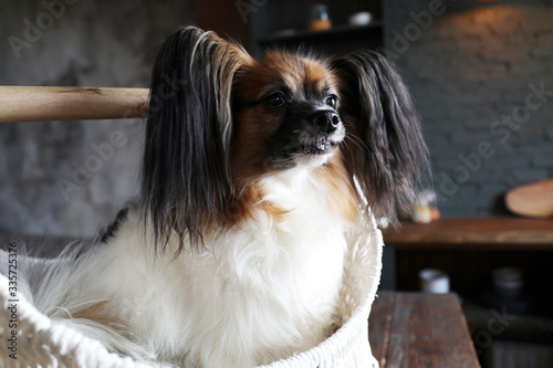 
Papillon dog sitting in a basket on a table