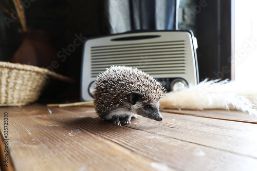 African  pygmy hedgehog on a table against the background of the radio