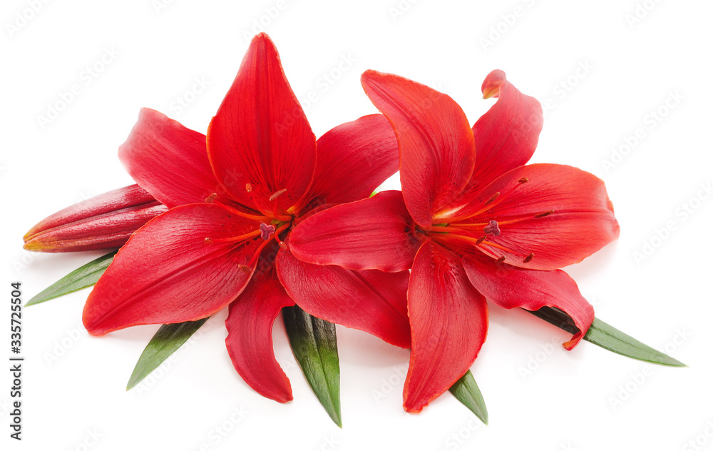 Two red lilies.