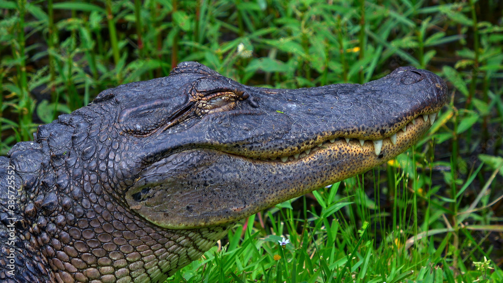 Big alligator in the swamps of Louisiana Big alligator in the swamps of Louisiana