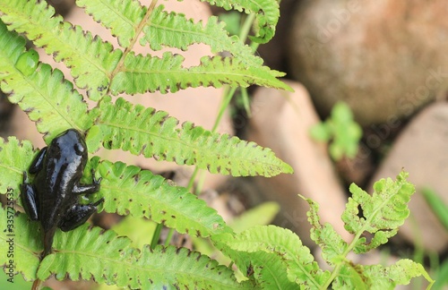 Tadpoles on fern transitioning from a polliwog (tadpole) to a frog. photo