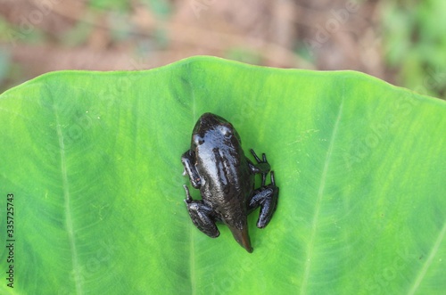 Photos Tadpoles on leaves transitioning from a polliwog (tadpole) to a frog