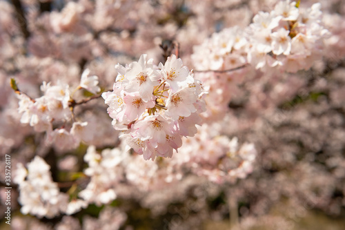 桜