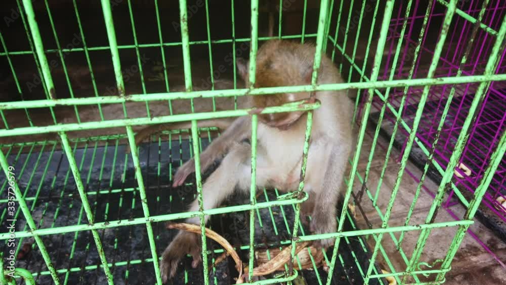 Macaque in captivity for vaccine test