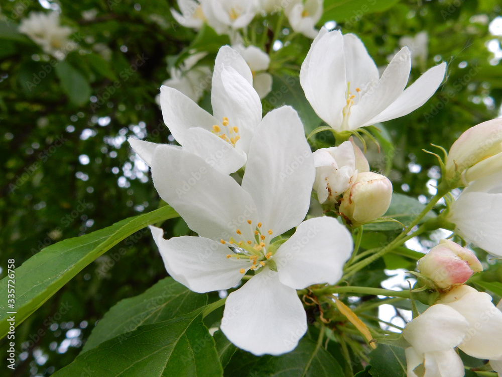 spring blooming delicate white flowers pear trees on a blurred background spring blooming delicate white flowers pear trees on a blurred background