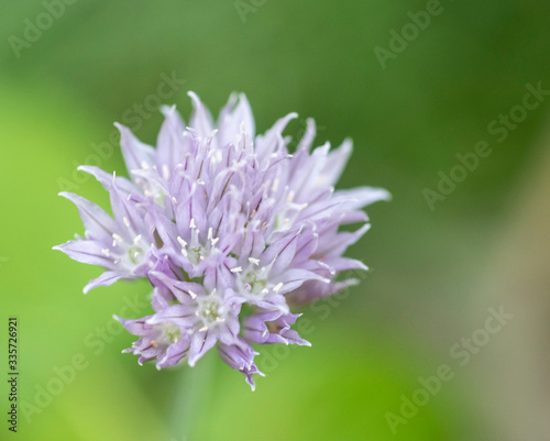 flower of Chives