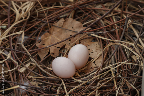 A bird's nest with two eggs