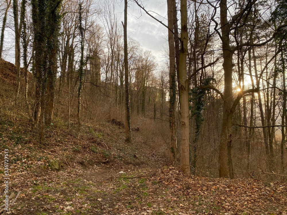 Fototapeta premium path in the forest to castle