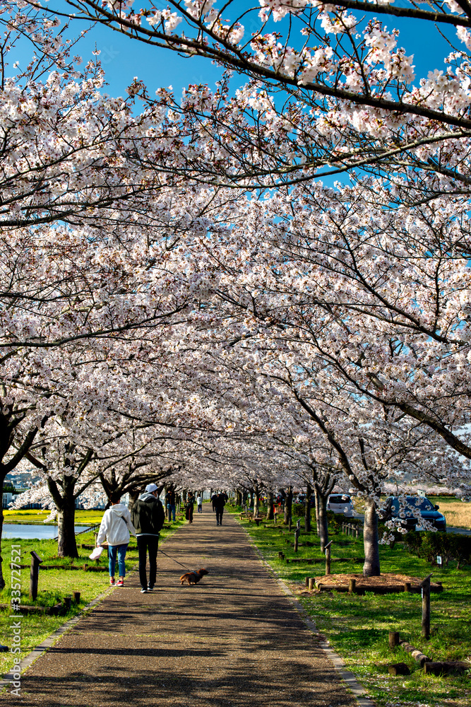 Full blooming of cherry blossom along river bank of Kako rive in Ono city, Hyogo, Japan Full blooming of cherry blossom along river bank of Kako rive in Ono city, Hyogo, Japan