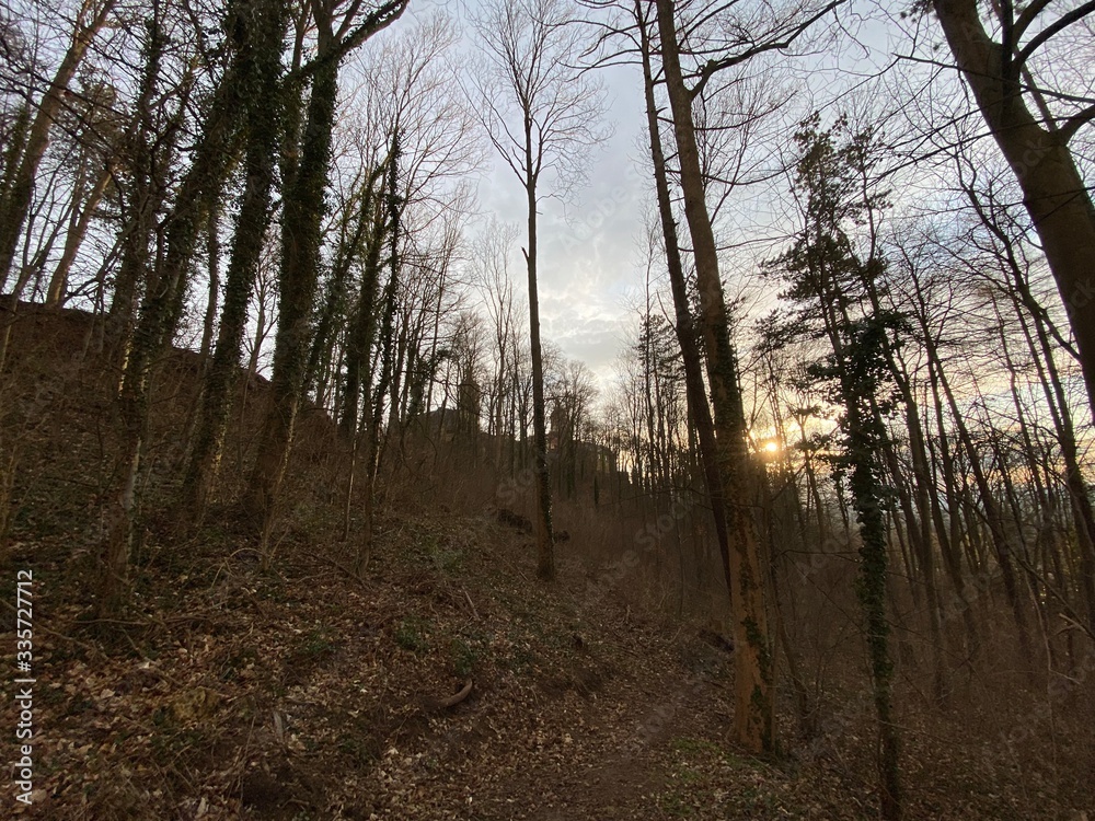 Obraz premium sunset in the forest