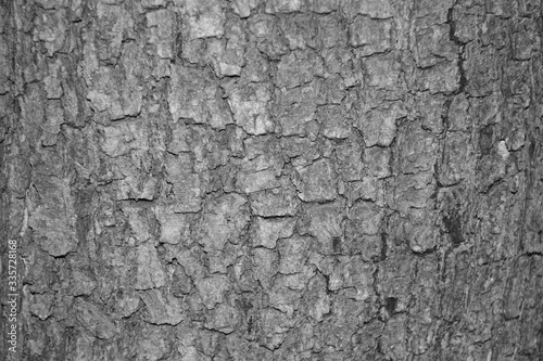 the textured wood bark tree abstract background. The natural structure from wood bark material wallpaper in black and white vintage tone style.