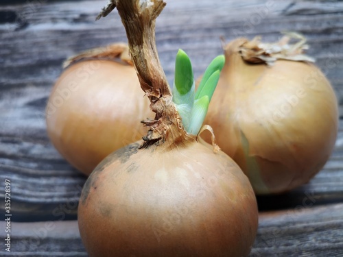 Zwiebel, Zwiebellauch, Bolle, Zipolle, Speisezwiebel, Küchenzwiebel photo
