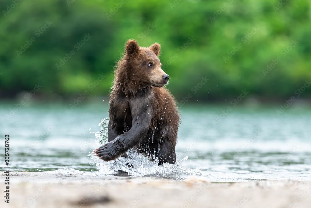 Fototapeta premium Ruling the landscape, brown bears of Kamchatka (Ursus arctos beringianus)