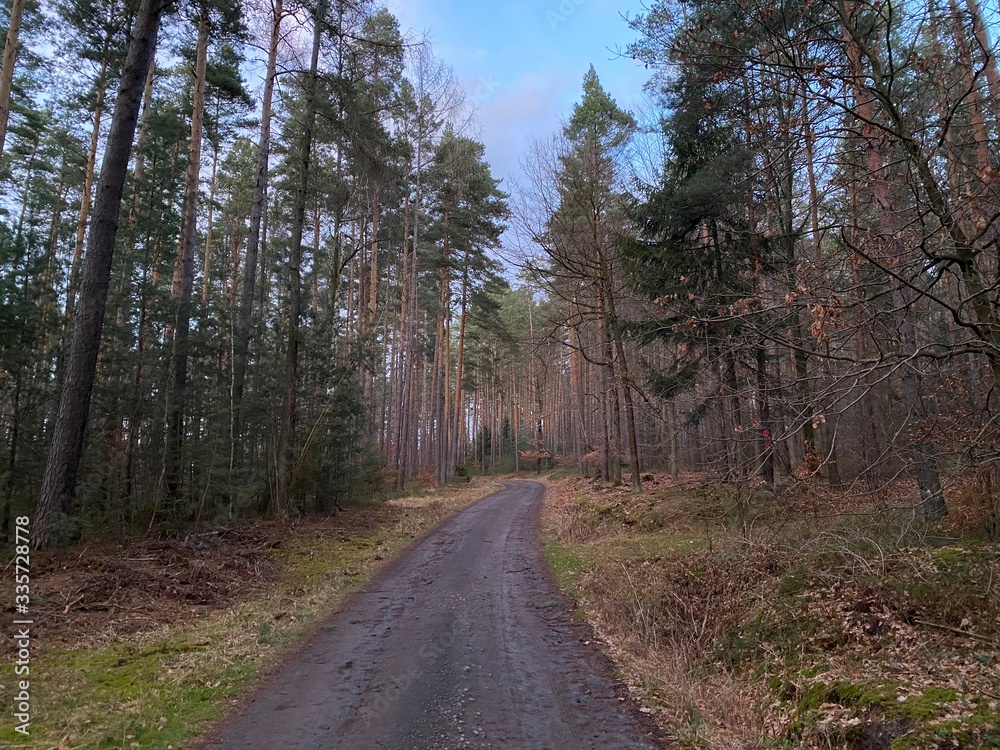 Obraz premium road in the woods through trees