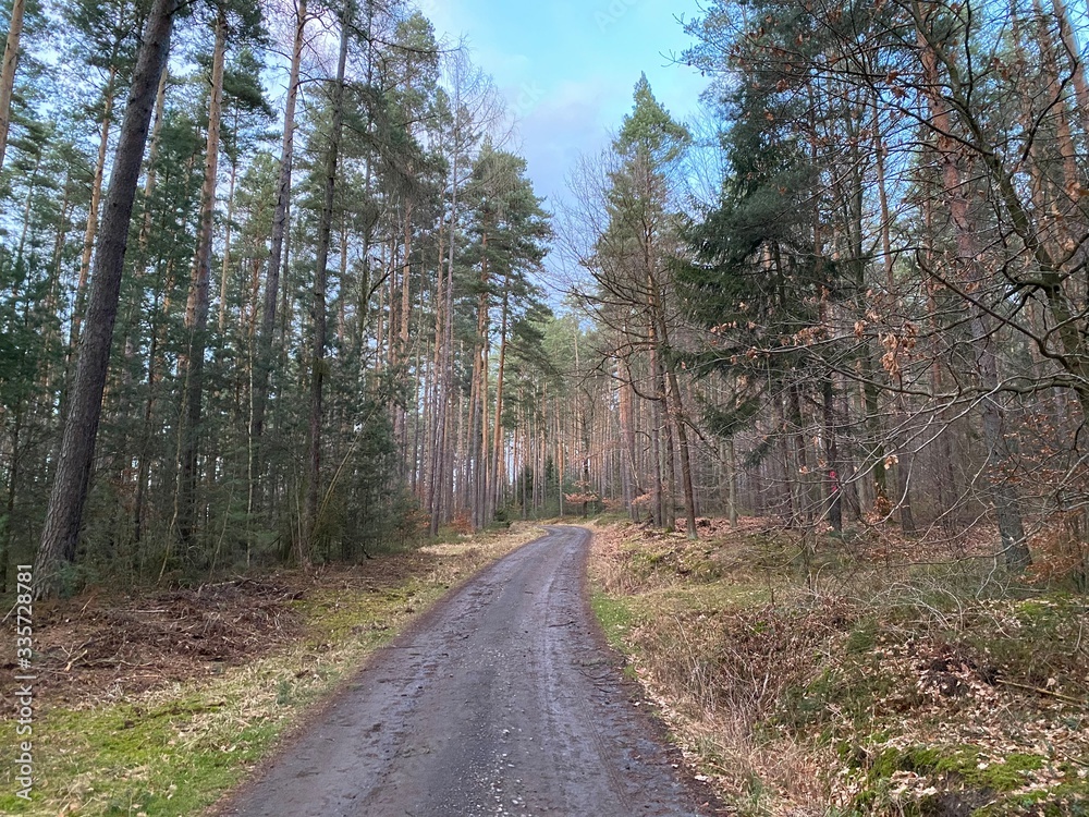 road in the woods through trees before sunset road in the woods through trees before sunset