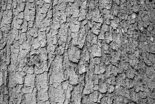 the textured wood bark tree abstract background. The natural structure from wood bark material wallpaper in black and white vintage tone style.