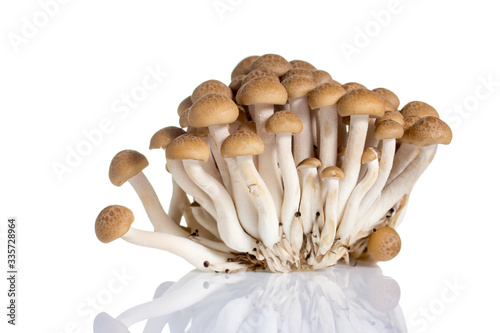 Musroom isolated on white background.
