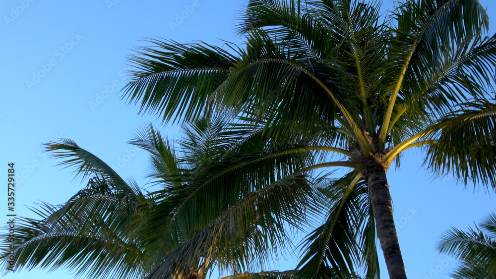 Palm trees in the evening at a romantic bay