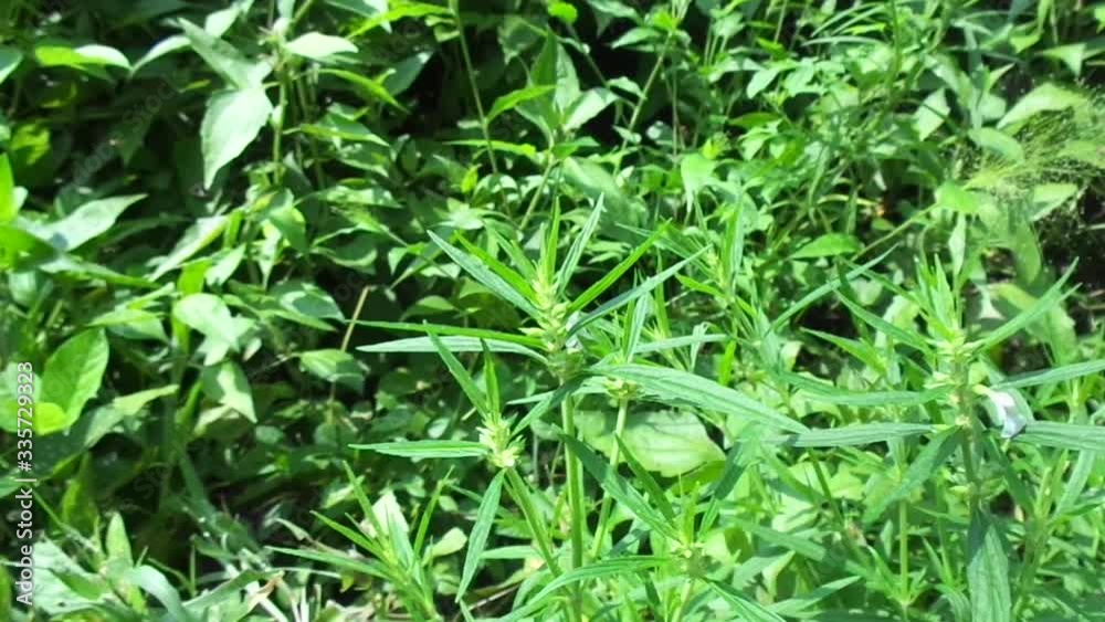 Borreria sp. This plant includes weeds and is easily found in fields, such as fields in Indonesia. This plant has white flowers. Beetles love this plant. Borreria sp. This plant includes weeds and is easily found in fields, such as fields in Indonesia. This plant has white flowers. Beetles love this plant.
