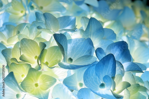 Japanese Blue Hydrangea
