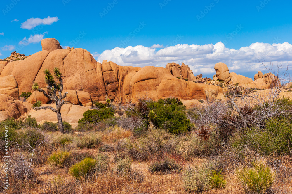 Landscape and Joshua tree, in Joshua Tree National Park, California Landscape and Joshua tree, in Joshua Tree National Park, California