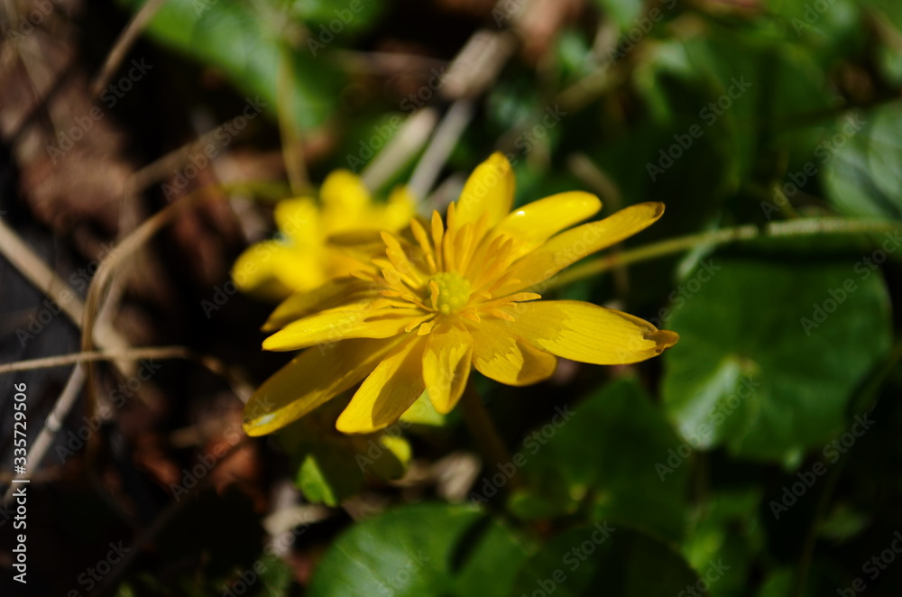 Close up of yellow flower, lesser celandine or ranunculus ficaria Close up of yellow flower, lesser celandine or ranunculus ficaria