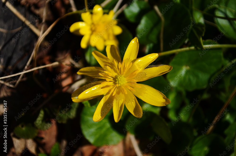 Close up of yellow flower, lesser celandine or ranunculus ficaria Close up of yellow flower, lesser celandine or ranunculus ficaria