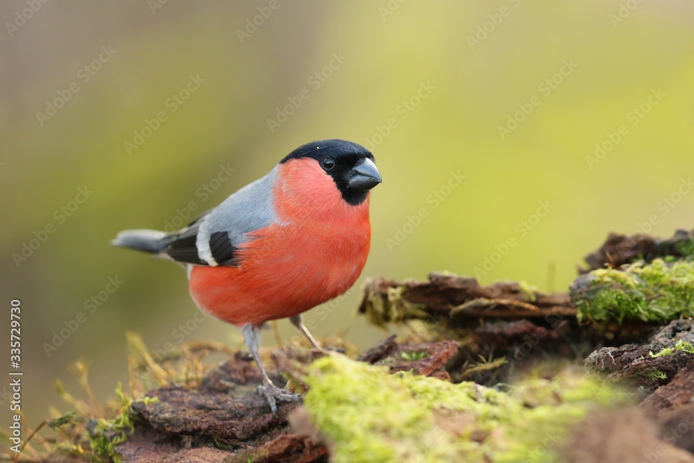 Fototapeta premium Eurasian bullfinch sits on the ground. Male bullfinch in the nature habitat. Pyrrhula pyrrhula . Willdife scene from nature
