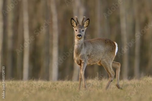 wildlife scene from spring nature. Roebuck  standing on meadow. Deer in the nature habitat. Capreolus capreolus.