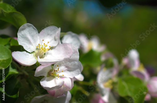 Beautiful branch flowers of an apple tree blooms in the sun on a spring day   close up  macro 