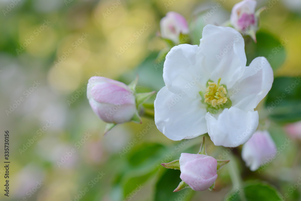 Beautiful branch flowers of an apple tree blooms in the sun on a spring day , close up, macro Beautiful branch flowers of an apple tree blooms in the sun on a spring day , close up, macro