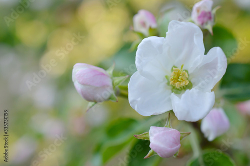 Beautiful branch flowers of an apple tree blooms in the sun on a spring day   close up  macro 