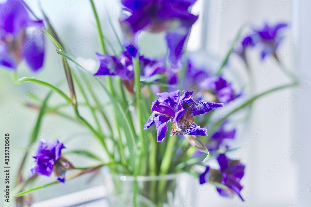 Close up of beautiful blue purple irises in a vase on the window