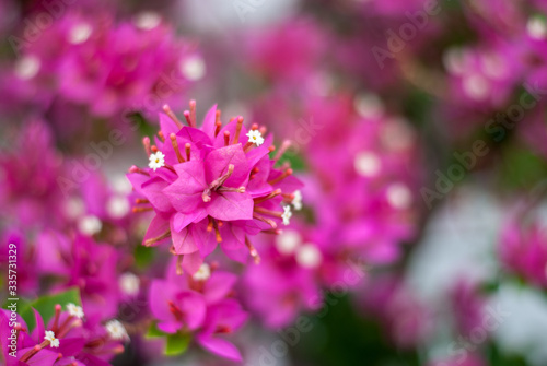 Close up pink bougainvillea bouquet flower