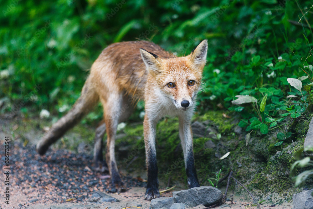 Young wild red fox. An exhausted fox stands on a dirt forest road and begs for food. Young wild red fox. An exhausted fox stands on a dirt forest road and begs for food.