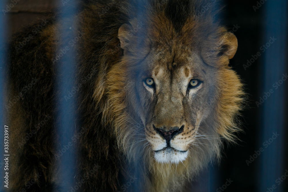 African lion in captivity. The lion looks directly at the camera through the crushed bars of the grill.