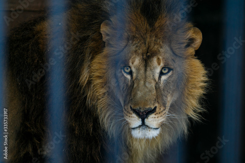 African lion in captivity. The lion looks directly at the camera through the crushed bars of the grill.