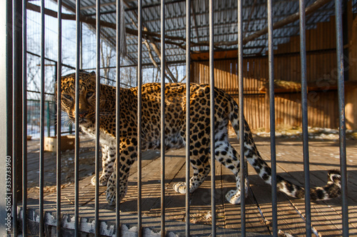 Far Eastern leopard in captivity. A beautiful adult Far Eastern leopard is in a cage.