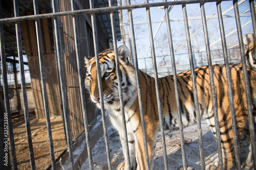 Amur tiger in captivity. A large beautiful Amur tiger walks along the cage and growls.