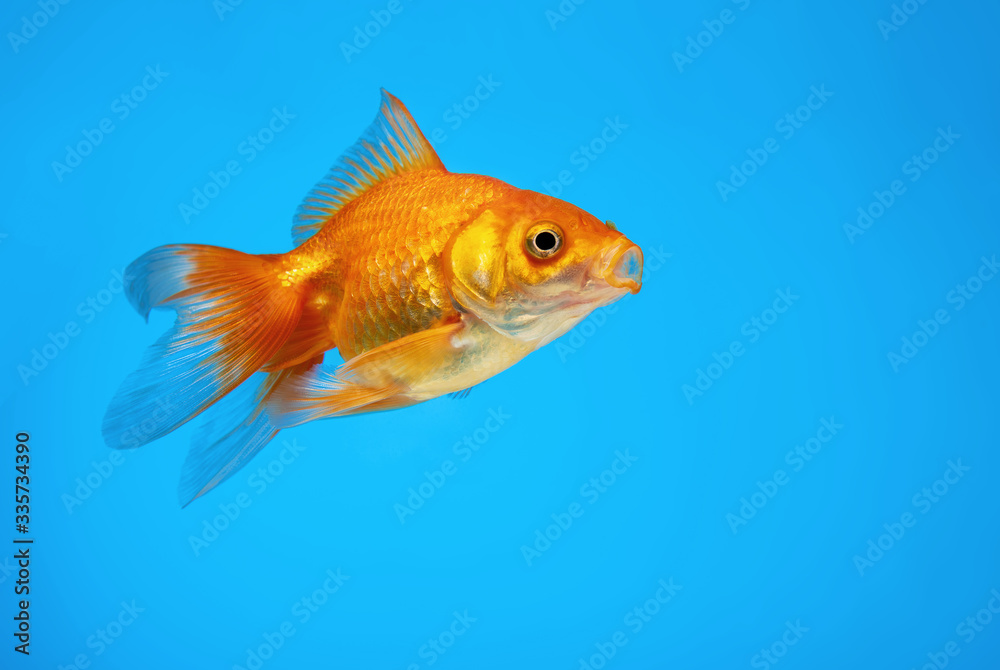 
Goldfish swims in an aquarium on a blue background.