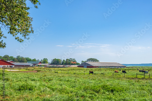 Big farm with cattle at a pasture