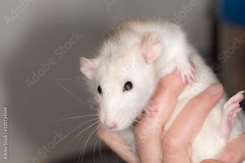 white domestic rat in hand