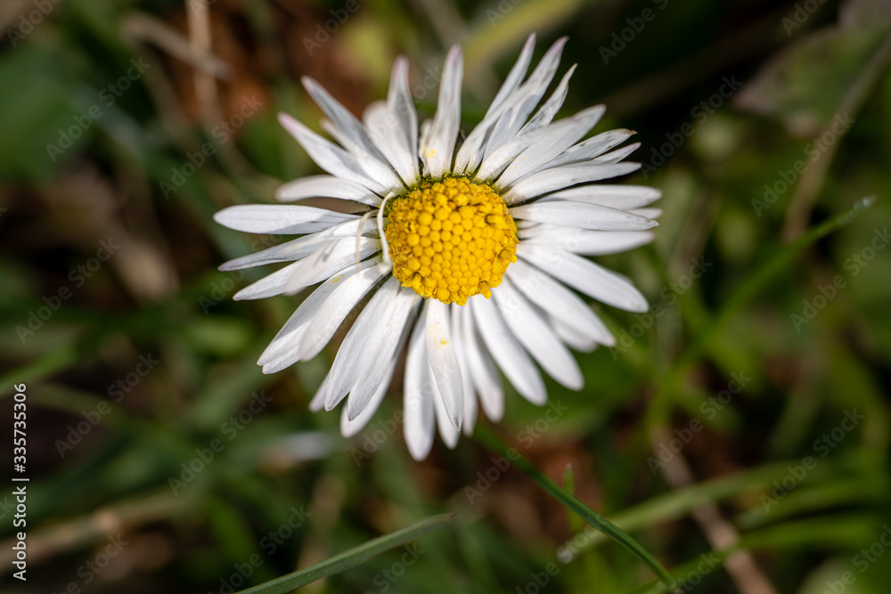 Im Garten Im Garten