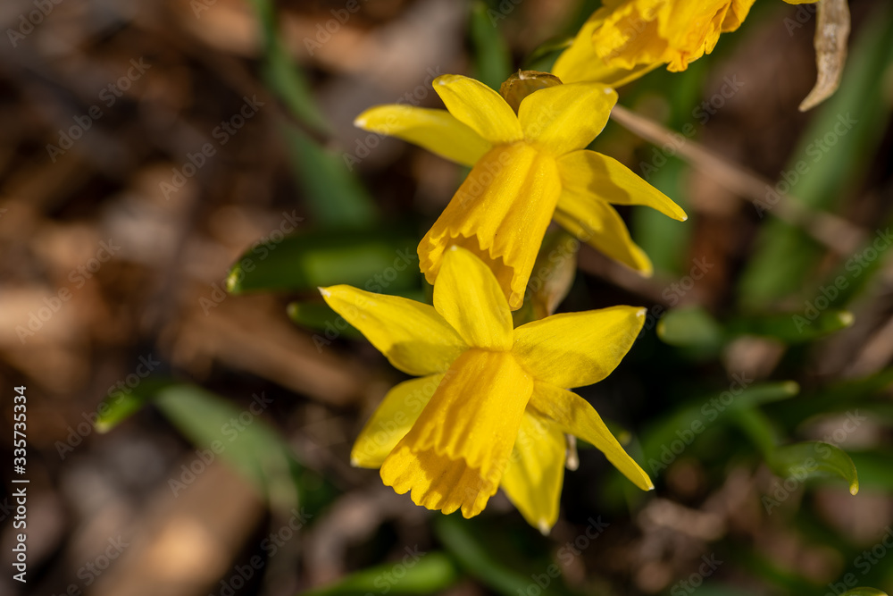 Im Garten Im Garten