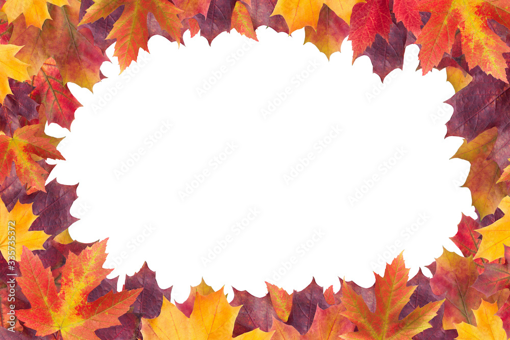 Amazing colorful background of autumn maple tree leaves background with white empty space. Multicolor maple leaves autumn background. High quality resolution picture Amazing colorful background of autumn maple tree leaves background with white empty space. Multicolor maple leaves autumn background. High quality resolution picture