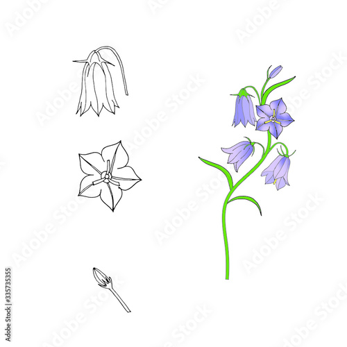 Set of campanula, their flowers, buds, leaves, isolated on white background. Vector hand drawn illustration.